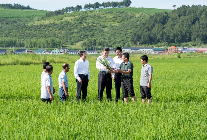 On July 16, 2015, General Secretary of the Supreme Leader communicated with villagers and agricultural technicians in the paddy field of Guangdong Village, Yanbian Prefecture, Jilin Province.