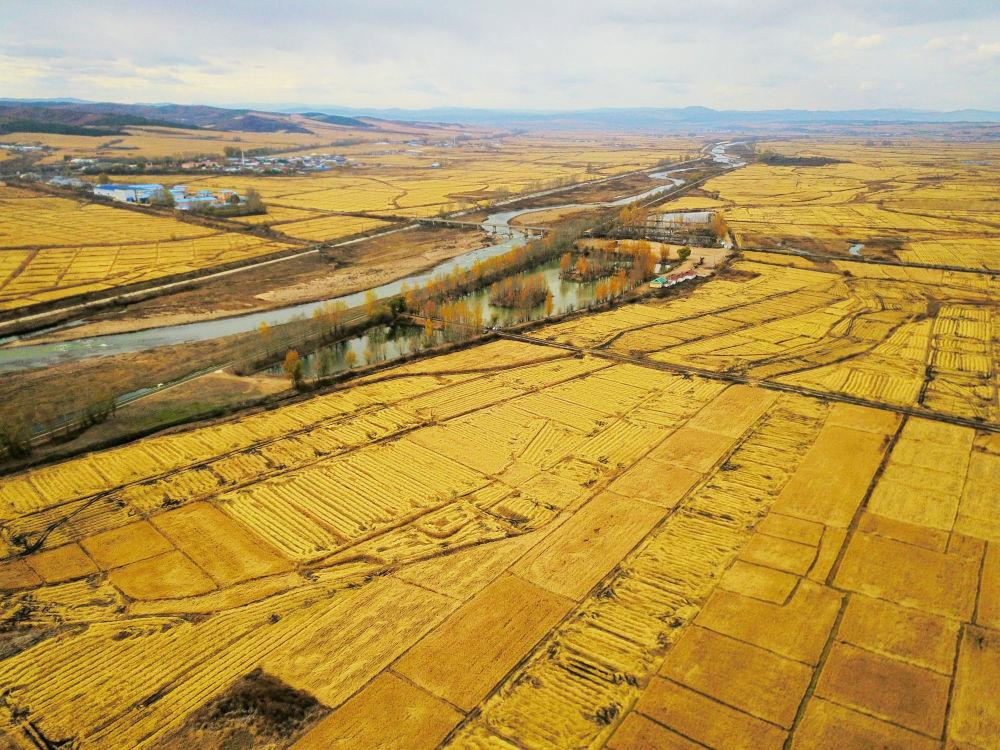 Autumn Harvest Paddy Fields in Guangdong Village, Yanbian Prefecture, Jilin Province